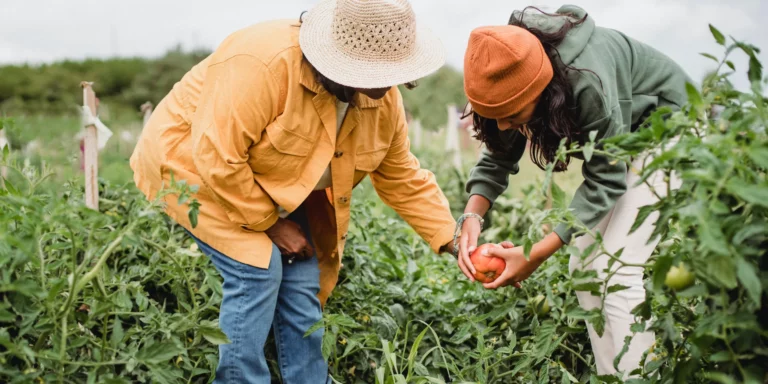 Two women harvesting vegetables