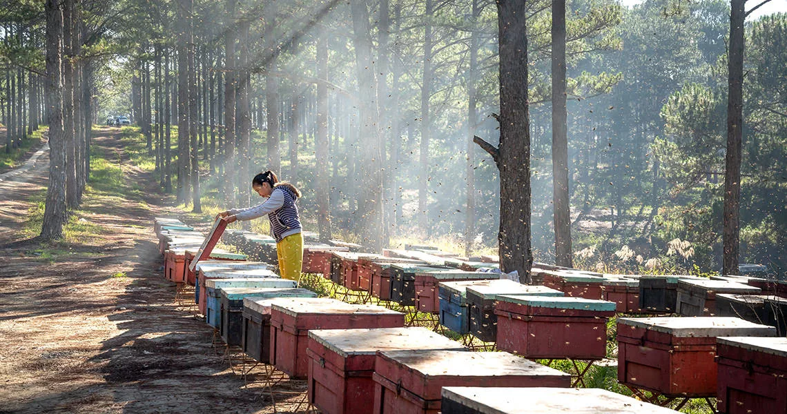 Bee hives Woman tending to a row of bee hives in the forest
