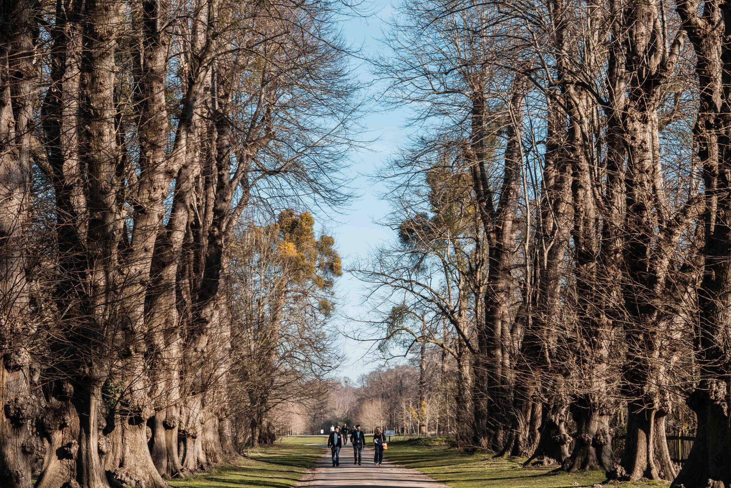 Fellows talking and walking along a tree-lined avenue
